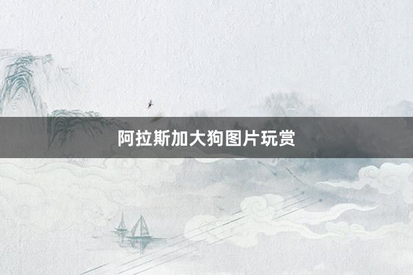 阿拉斯加大狗图片玩赏